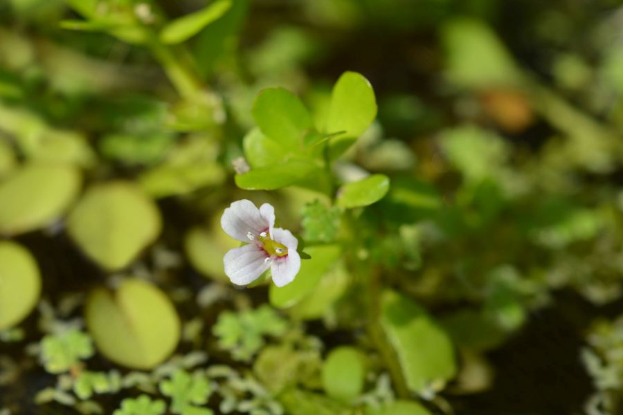 brahmi