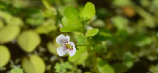 brahmi