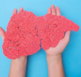 Osoba trzyma model wątroby dotknięty chorobą.