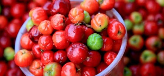 Świeże owoce aceroli.