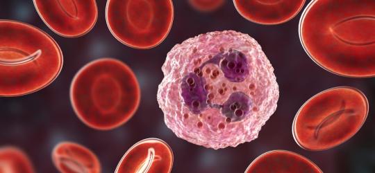 Model granulocytu oraz czerwonych krwinek.