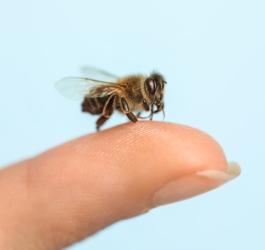 Pszczoła siedzi na palcu ludzkiej dłoni.