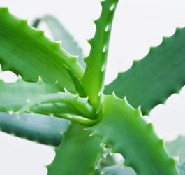 Pędy aloesu drzewiastego.