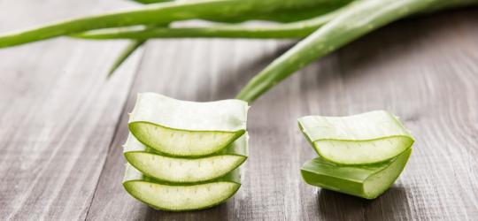 Aloes - najciekawsze właściwości zdrowotne