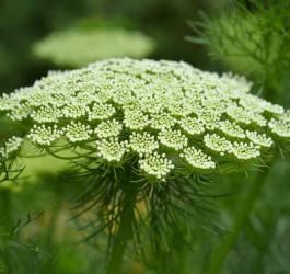 Kwitnące kwiaty aminka egipskiego.