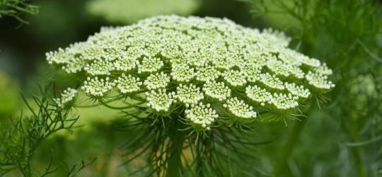 Kwitnące kwiaty aminka egipskiego.