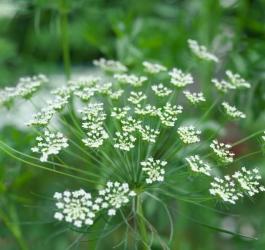 Kwiaty aminka większego.