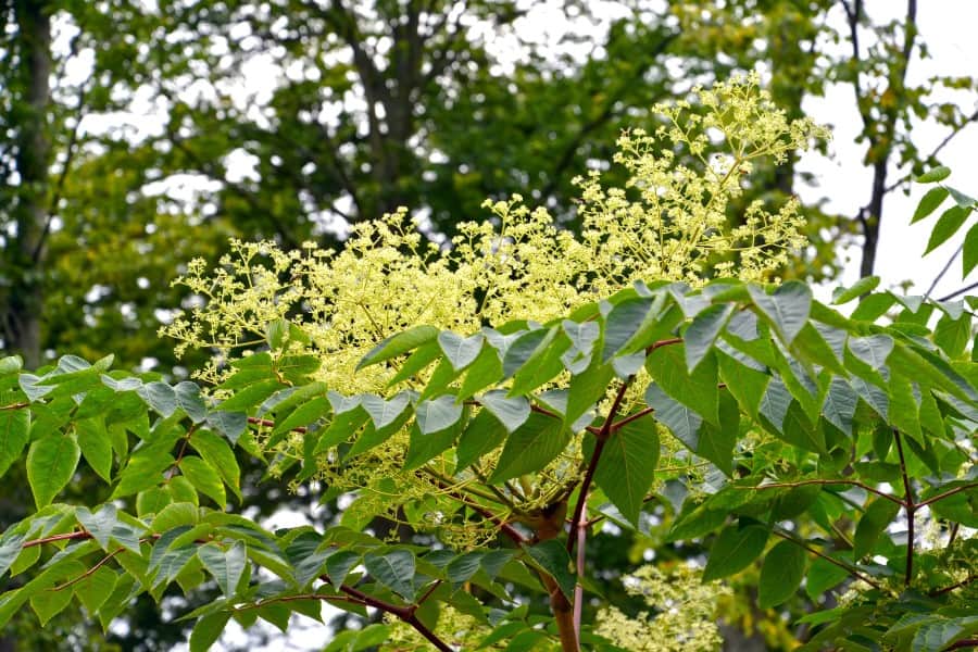 Kwitnąca aralia mandżurska.