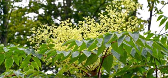Kwitnąca aralia mandżurska.