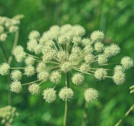 Arcydzięgiel litwor i jego rozłożysty baldach kwiatów.