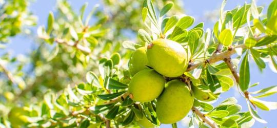 Owoce na gałęziach arganii żelaznej.