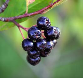Dojrzałe owoce aronii czarnej na krzaku.