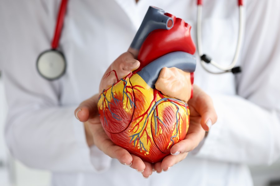 Lekarka trzyma w rękach model ludzkiego serca, które może być dotknięte arytmią.