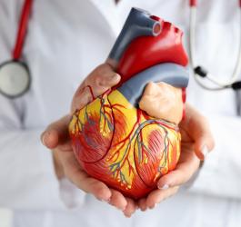 Lekarka trzyma w rękach model ludzkiego serca, które może być dotknięte arytmią.