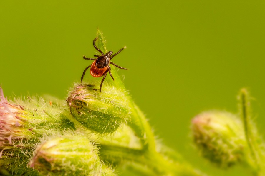 Kleszcz na pąkach kwiatów, może przenosić m.in. babeszjozę.