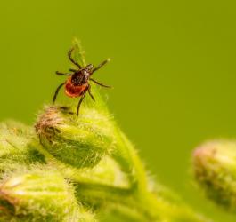 Kleszcz na pąkach kwiatów, może przenosić m.in. babeszjozę.