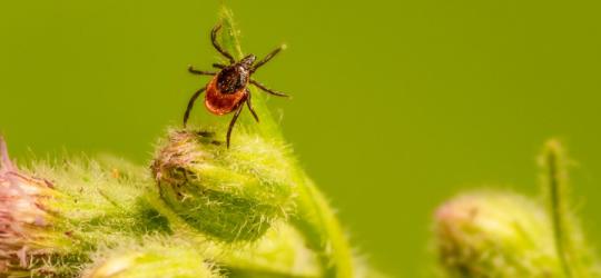 Kleszcz na pąkach kwiatów, może przenosić m.in. babeszjozę.