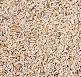 Nasiona babki jajowatej.