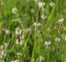 Łąka na której rośnie babka lancetowata. Zbliżenie na kwiatostany i kwiaty babki.