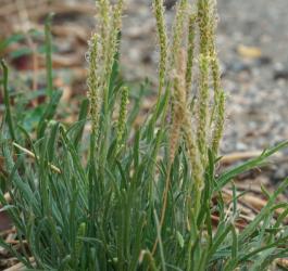 Ziele babki pierzastej.