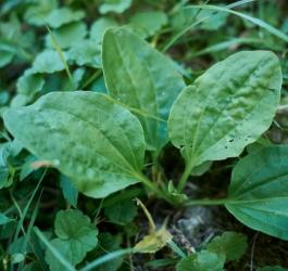 Liście babki zwyczajnej.