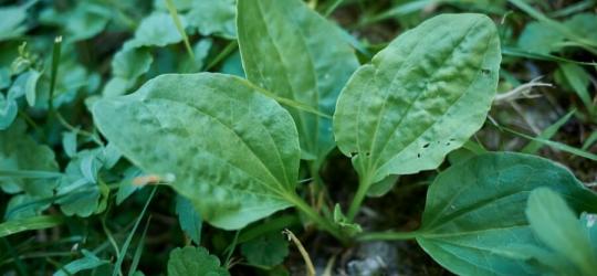 Liście babki zwyczajnej.