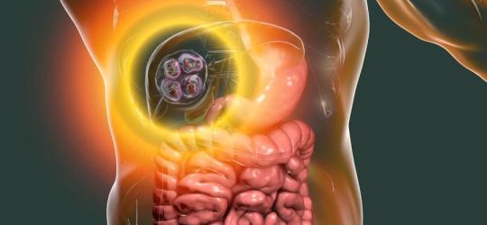 Grafika 3D obrazująca umiejscowienie torbieli z larwami tasiemca bąblowcowego w wątrobie człowieka.
