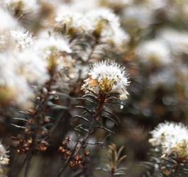 Kwitnące krzewy bagna zwyczajnego.