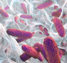 Pałeczki Klebsiella pneumoniae.
