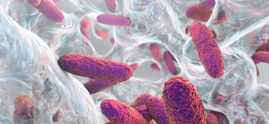 Pałeczki Klebsiella pneumoniae.