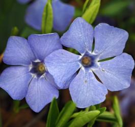 Kwiaty barwinka pospolitego.