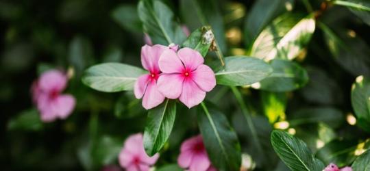 Kwiaty barwinka różyczkowego.