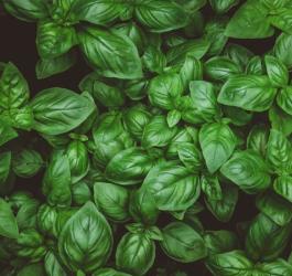 Liście świeżej bazylii pospolitej.