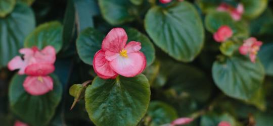 Kwiaty i liście begonii.