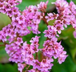 Kwitnąca bergenia grubolistna.