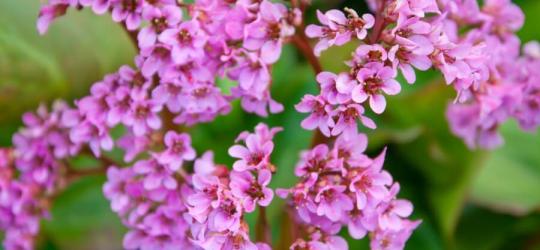 Kwitnąca bergenia grubolistna.