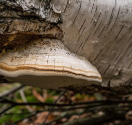 Białoporek brzozowy rosnący na pniu brzozy.