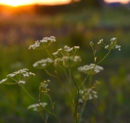 Kwitnący biedrzeniec mniejszy na tle zachodzącego słońca.