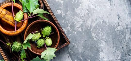 Liście i owoce bielunia pospolitego.