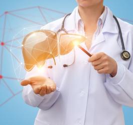 Lekarka wskazuje na model 3D ludzkiej wątroby. Poziom bilirubiny pozwala ocenić stan wątroby.