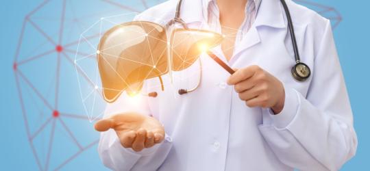 Lekarka wskazuje na model 3D ludzkiej wątroby. Poziom bilirubiny pozwala ocenić stan wątroby.