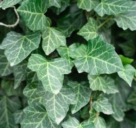 Liście bluszczu pospolitego.