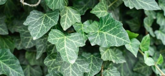 Liście bluszczu pospolitego.