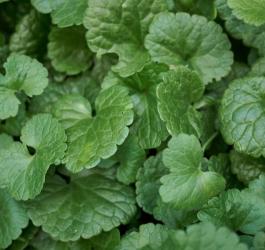 Zielone listki bluszczyka kurdybanka.