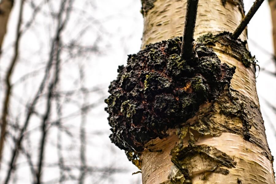 Błyskoporek podkorowy widoczny na korze brzozy.