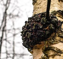 Błyskoporek podkorowy widoczny na korze brzozy.