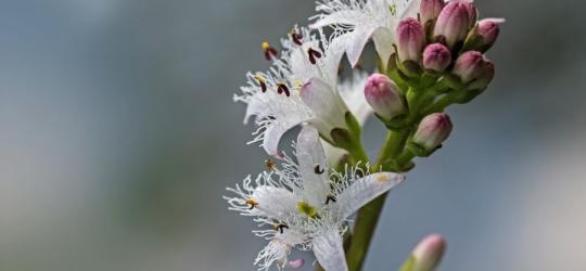 Kwitnący bobrek trójlistkowy.