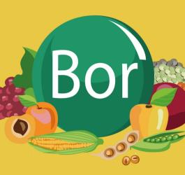 Symboliczne przedstawienie produktów bogatych w bor.