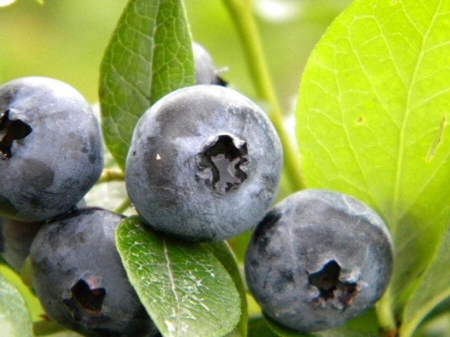 Świeże owoce borówki amerykańskiej na krzaku.