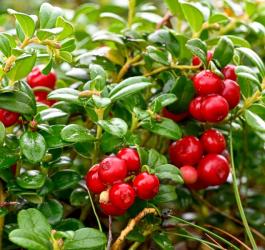 Owoce borówki brusznicy na krzaczku.